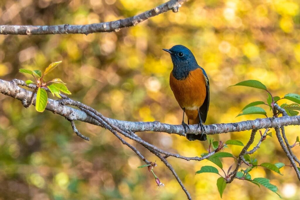 Himalayan bird watching institute Nainital Uttarakhand