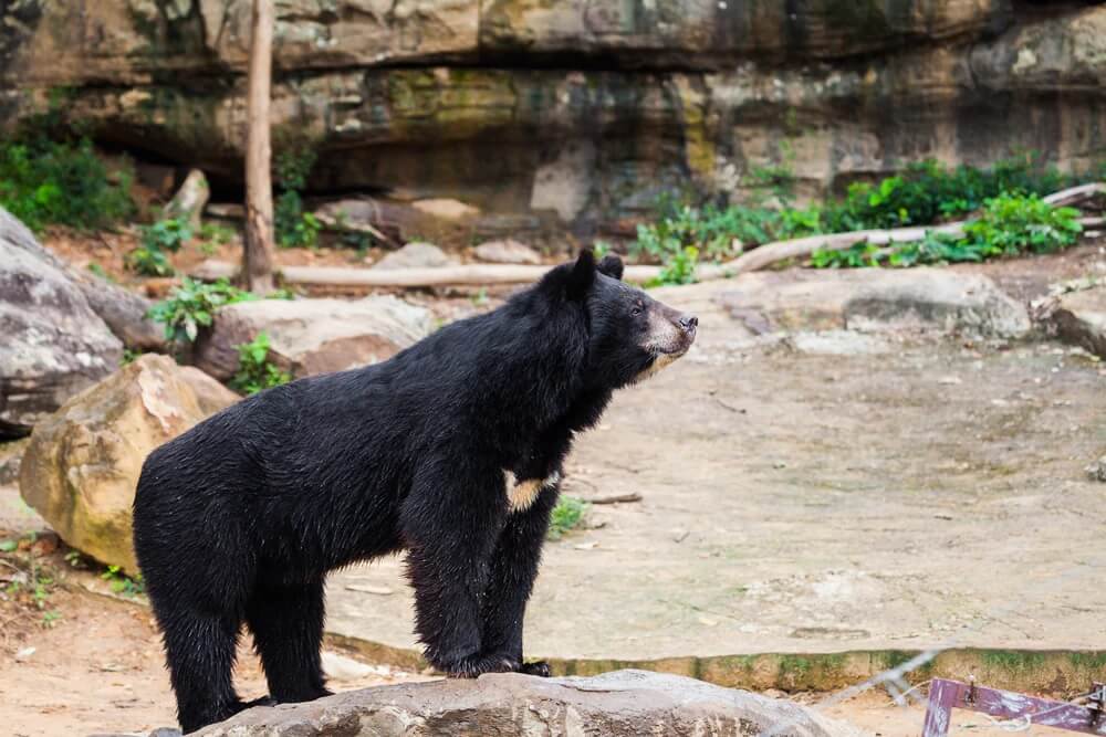Himalayan black bear, Nainital Zoo Uttarakhand