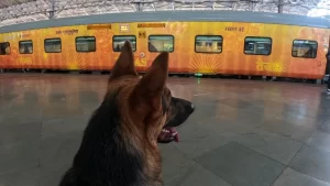 Indian Railways Plans to Introduce Online Ticket Booking for Pets