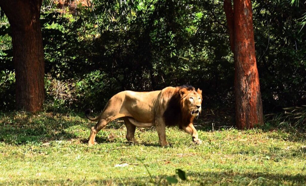 Indira Gandhi Zoological Park (in Andhra Pradesh)