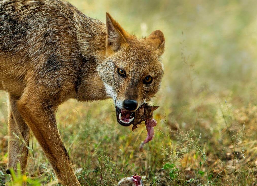 Jackal Gir National Park Gujarat