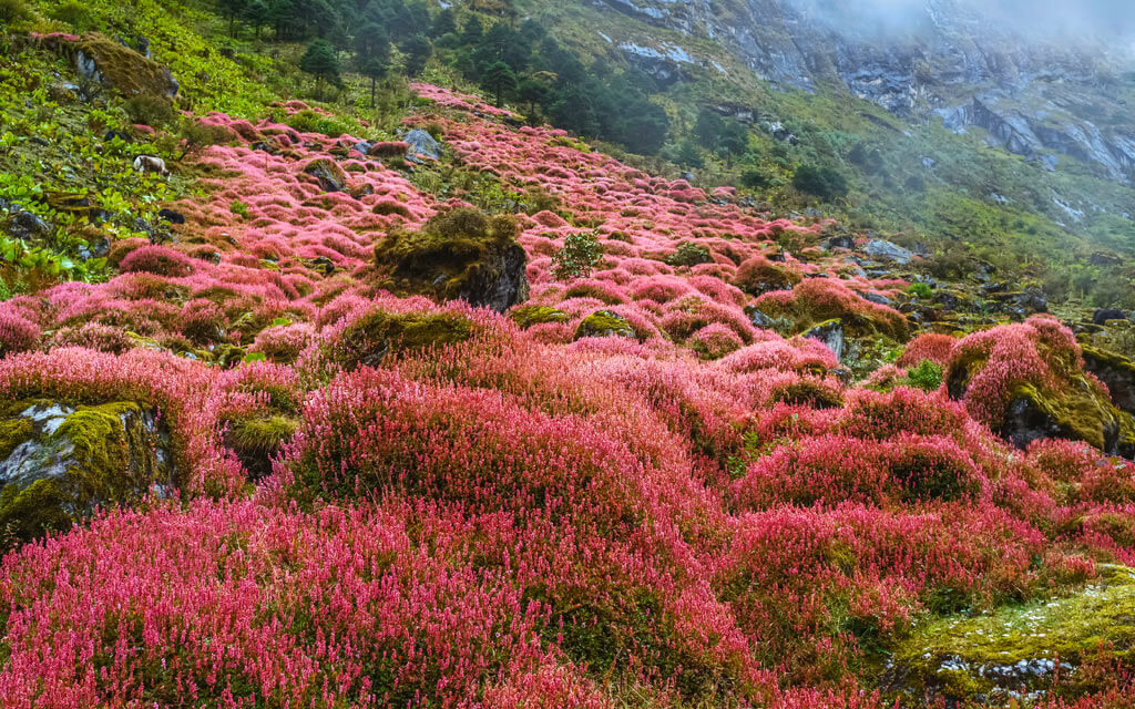 Land of Orchids Arunachal Pradesh