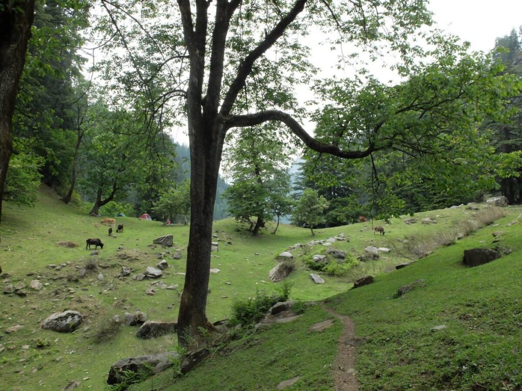 Manali Sanctuary Himachal