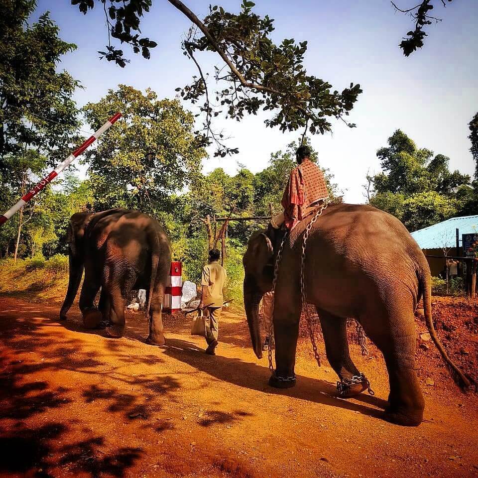 Mayurbhanj Elephant Reserve, Odisha