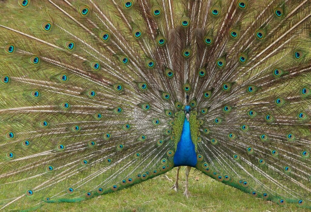 Naga Peafowl North East India