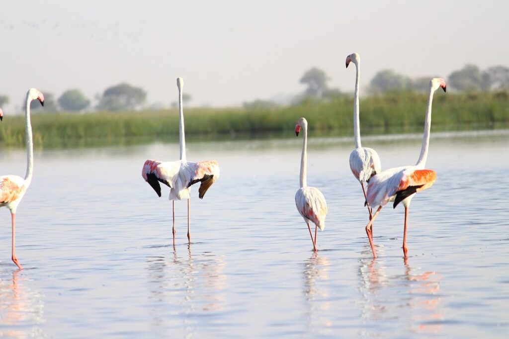 Nalsarovar Bird Sanctuary, Gujarat
