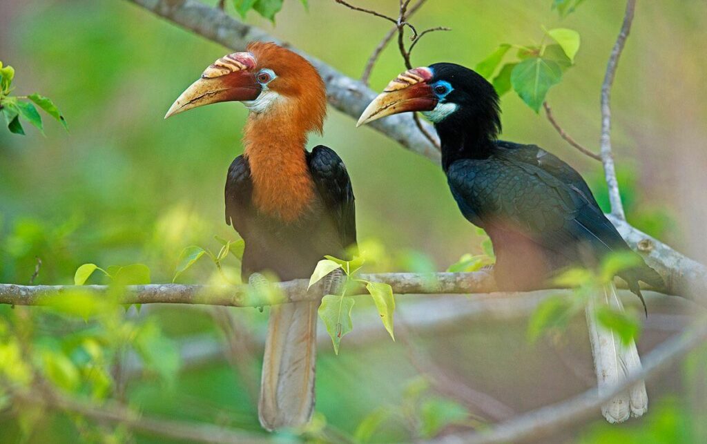 Narcondam Island Wildlife Sanctuary Andaman