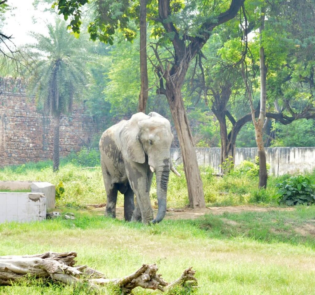 National Zoological Park (in Delhi)