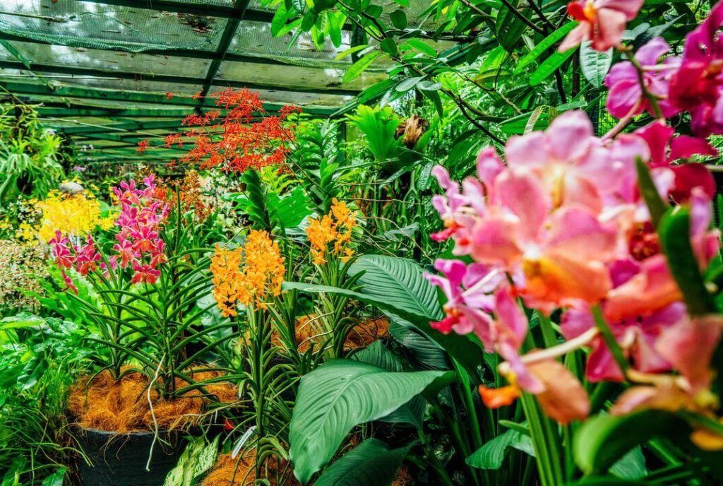 Orchid Garden Haflong Assam