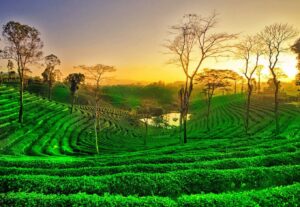 Places to Visit in Assam in June