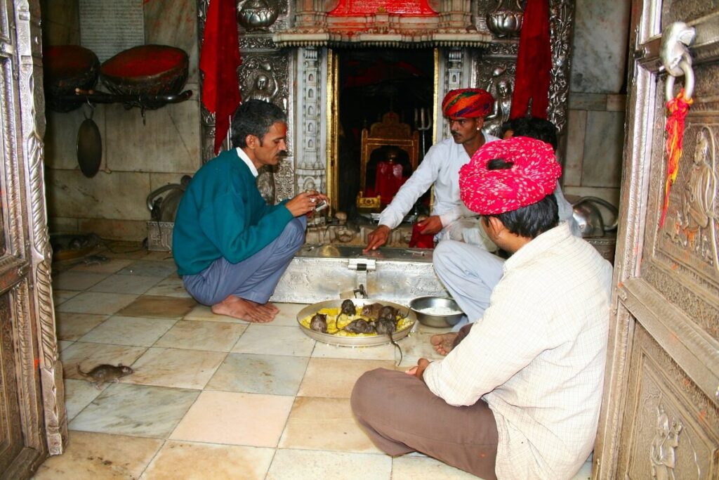 Rat Temple Bikaner Rajasthan