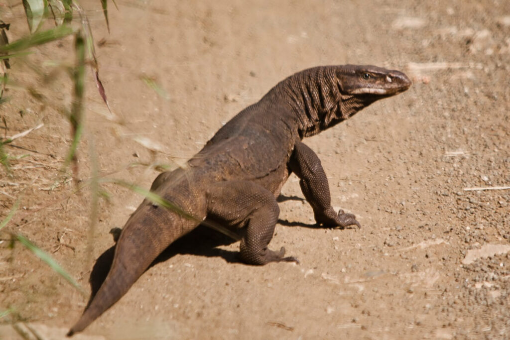 Reptiles Gir National Park Gujarat