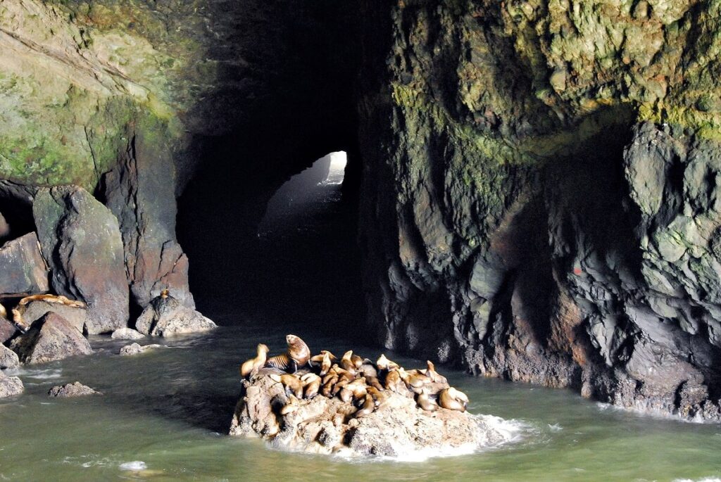 Sea Lion Caves, USA