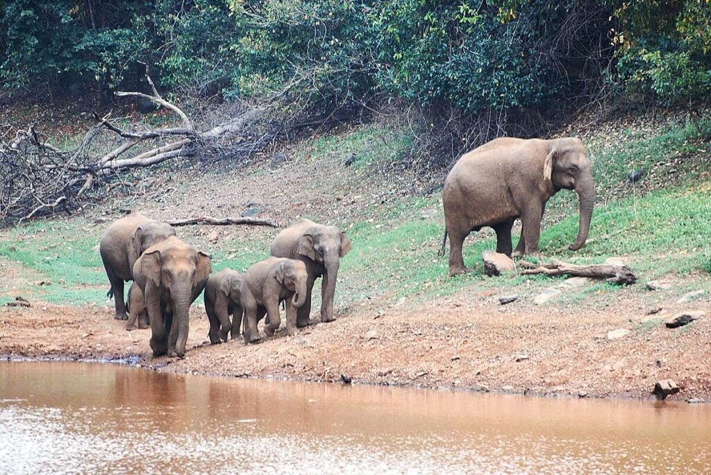 Singhbhum Elephant Reserve, Jharkhand