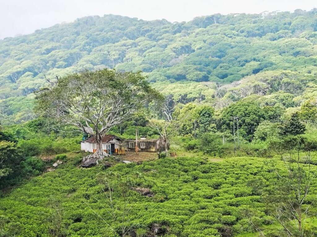 Sinharaja Forest Reserve Sri Lanka