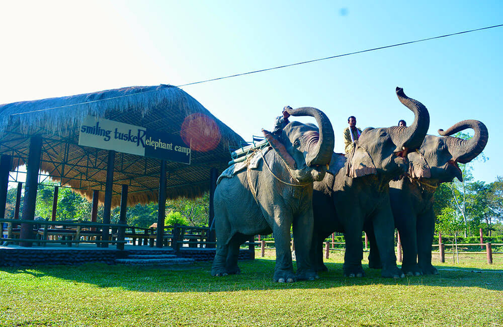 Smiling Tusker Elephant Camp, Manas, Assam