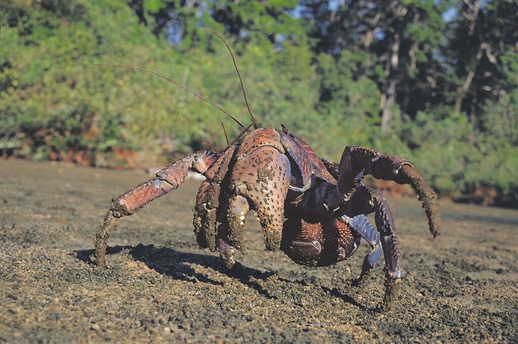 South Sentinel Island Sanctuary Andaman