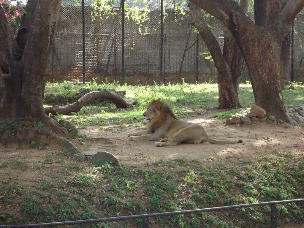 Sri Chamarajendra Zoological Garden Mysore Zoo Karnataka