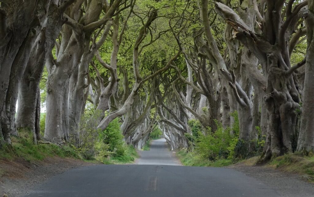 The Dark Hedges, Ballymoney, Northern Ireland