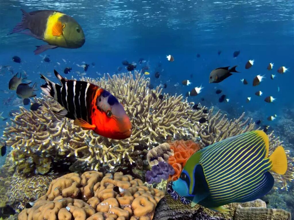 The Rani Jhansi Marine National Park Andaman and Nicobar Islands