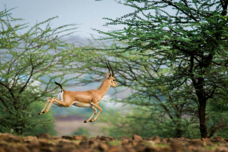 Wildlife National Parks Sanctuaries in Andaman Nicobar