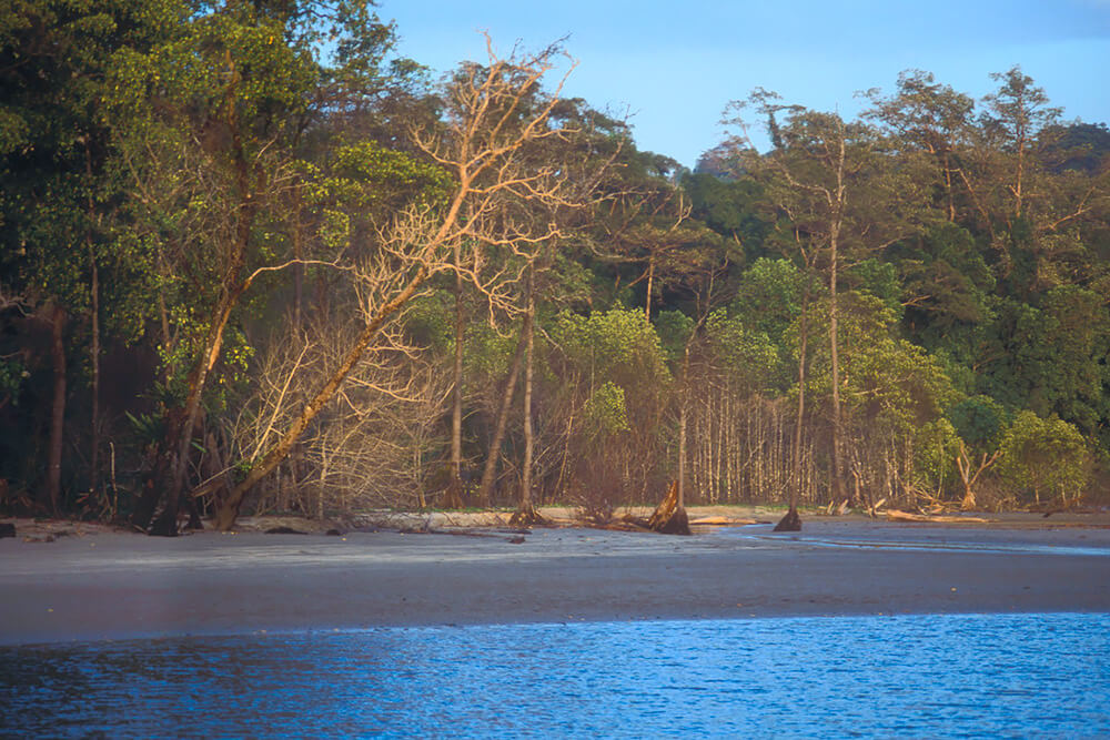 Andaman & Nicobar Rainforests