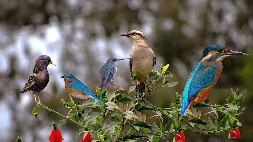 Bird Watching Nameri National Park Assam