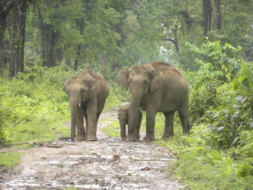 Elephant Nameri National Park Assam