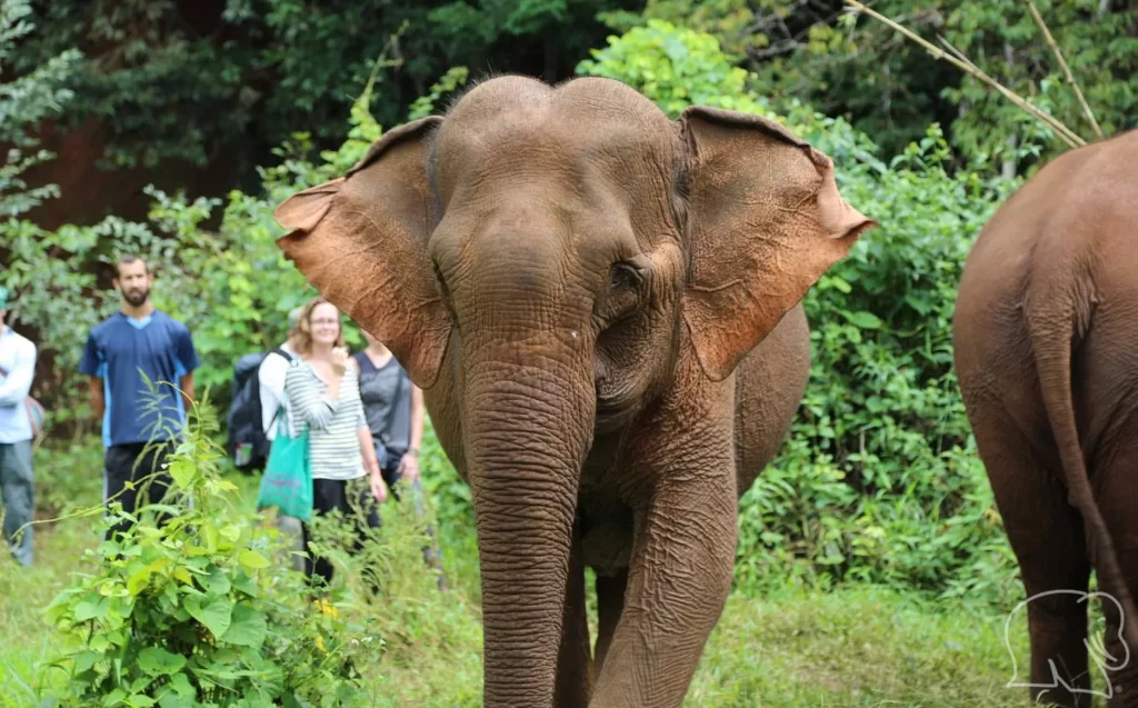Elephant Sanctuaries in Cambodia