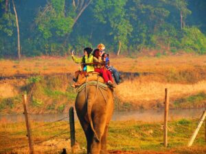 Elephants of Chitwan