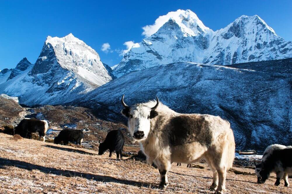 Flora and Fauna of Sagarmatha National Park Nepal