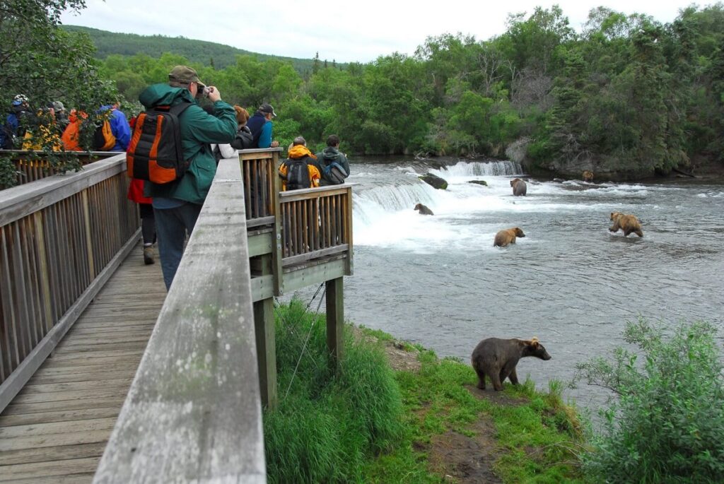 Grizzly Bears in Katmai National Park of Alaska