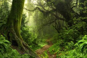 India's Majestic Rainforests