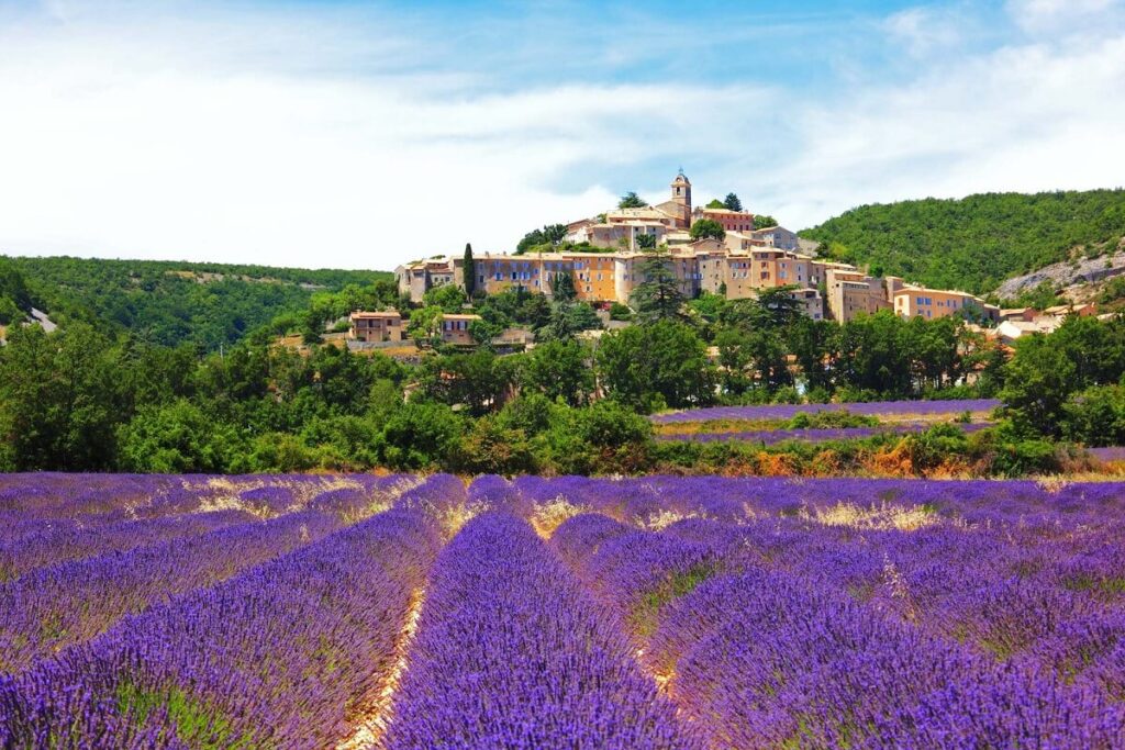 Lavender fields of Valensole Provence, France