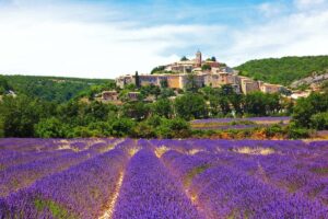 Lavender fields of Valensole Provence, France