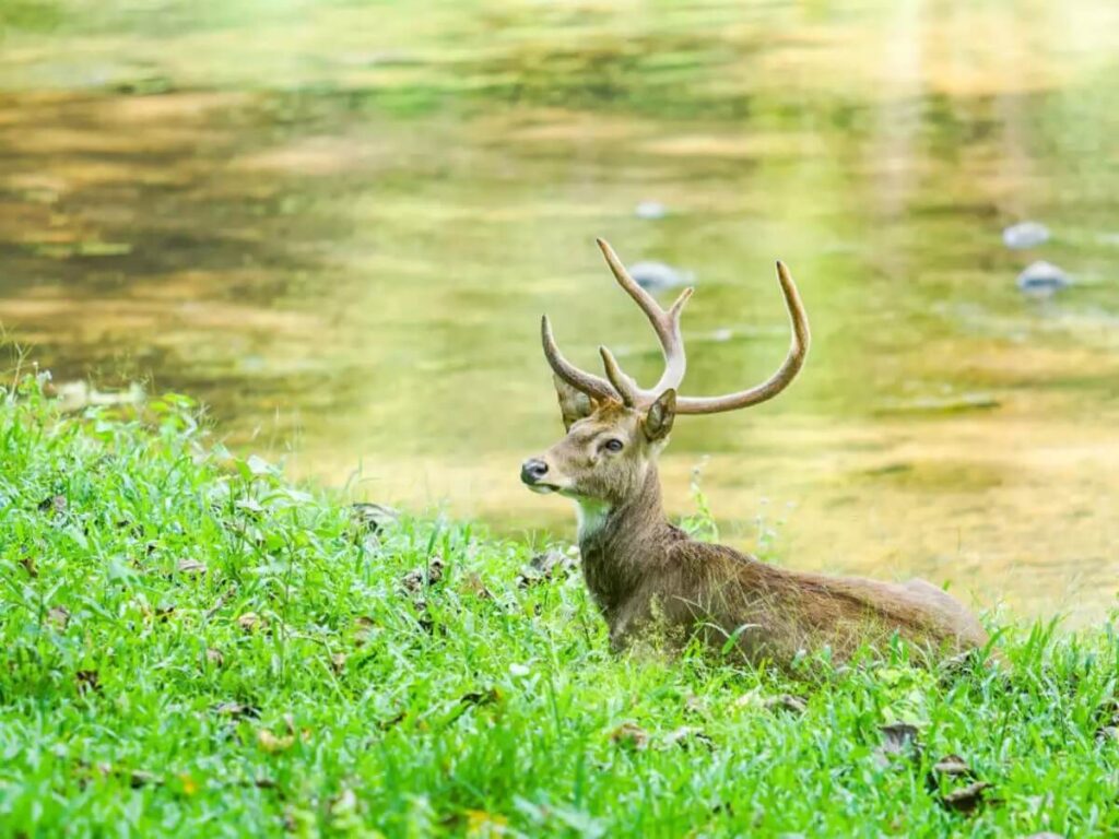 Maenam Wildlife Sanctuary Sikkim