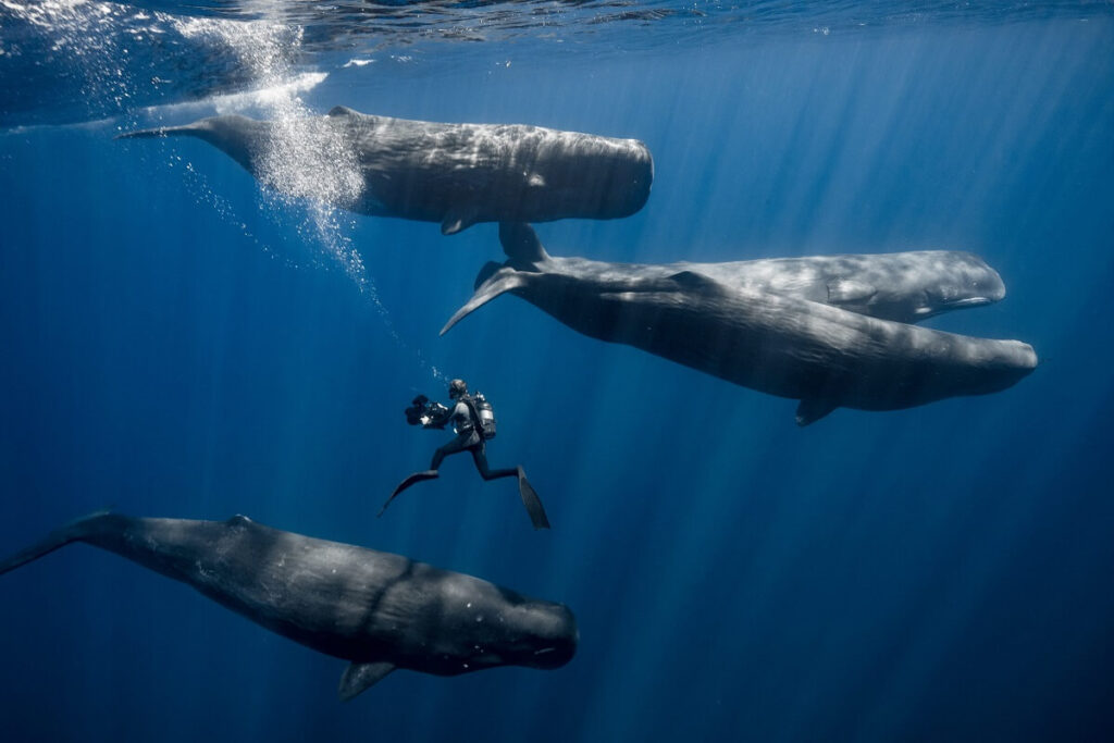Meeting Whales in French Polynesia