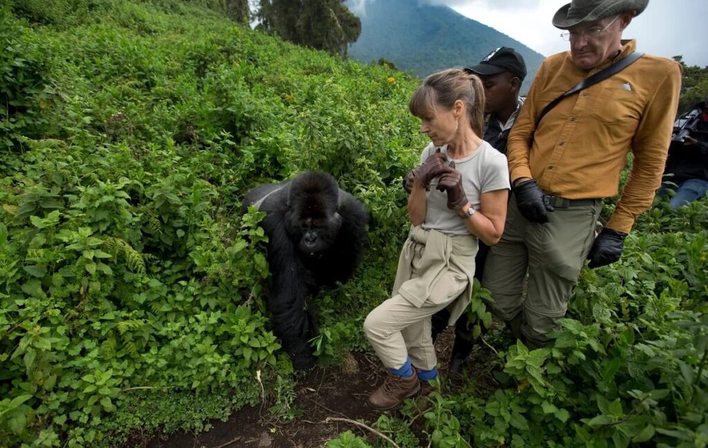 Mountain Gorillas in Awe-Inspiring Rwanda