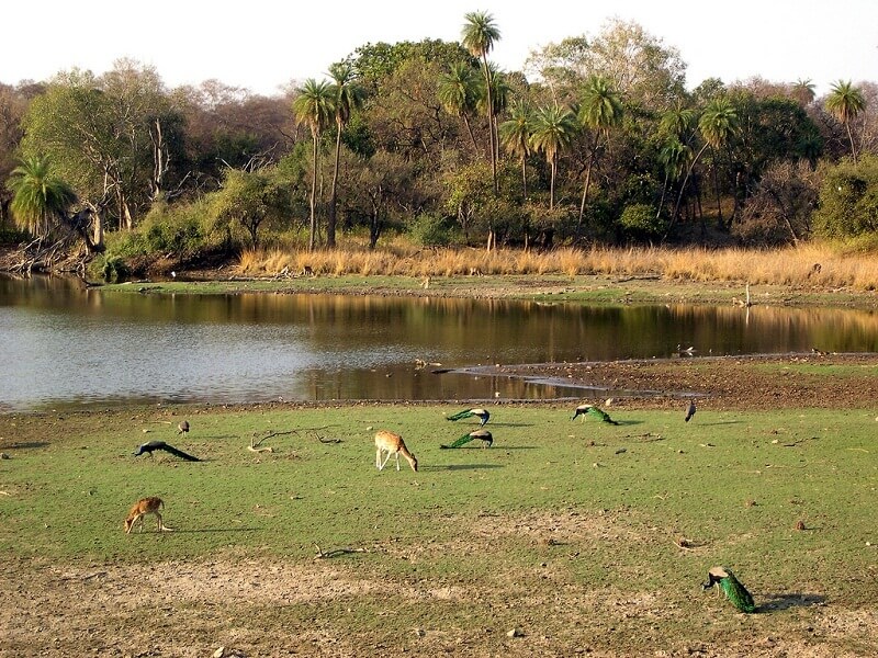 Nature Walks and Birdwatching Ranthambore Rajasthan