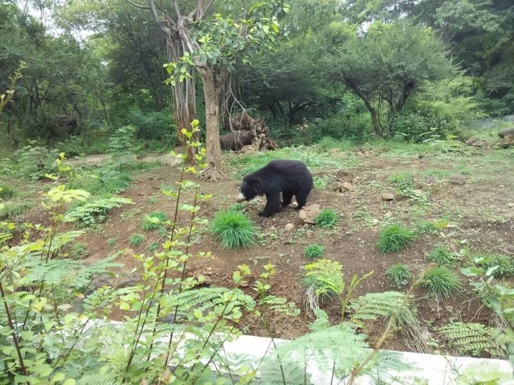 Rajiv Gandhi Zoological Park Pune Maharashtra
