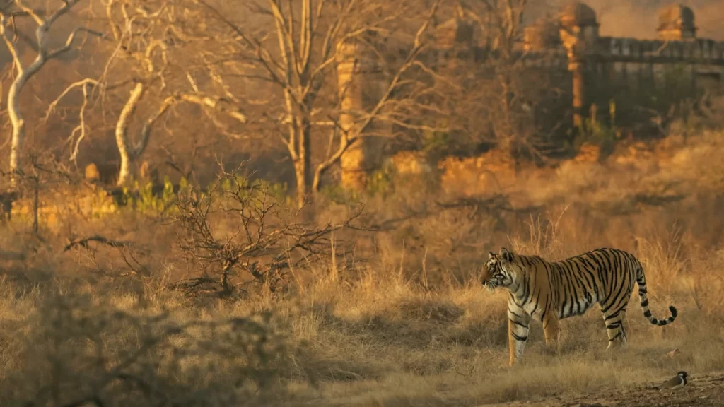 Reasons to Visit Sawai Madhopur Ranthambore