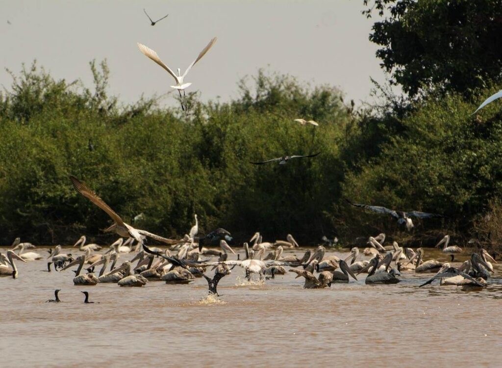 Sam Veasna Center Bird Conservation Cambodia