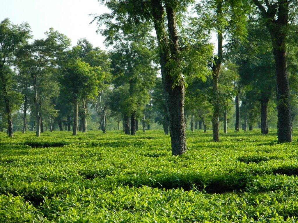 Tea Garden, Dibrugarh, Assam