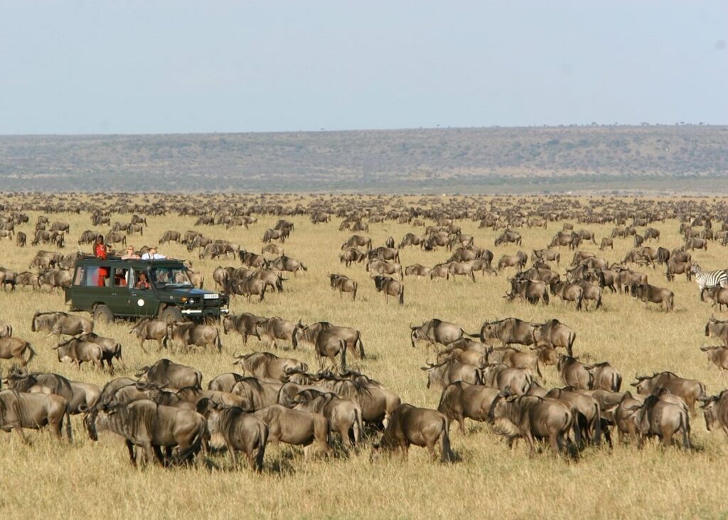 The Great Wildebeest Migration Maasai Mara, Kenya
