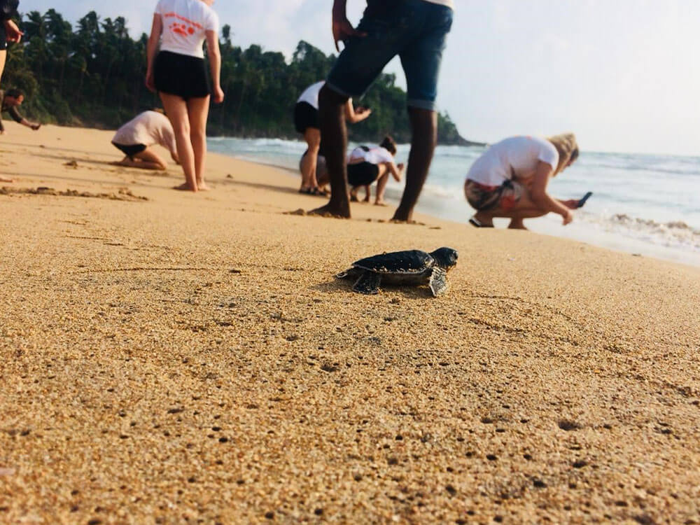 Turtle Watching Experience Sri Lanka