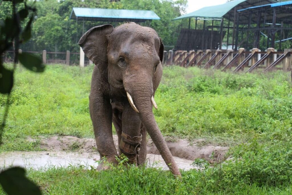 Wildlife Alliance Elephants and Ecosystems Cambodia