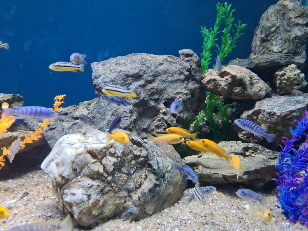 Aquarium on the Bhimtal Island Uttarakhand