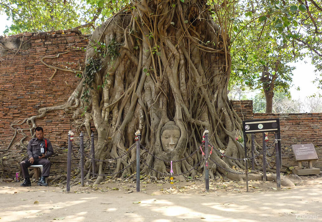 Ayutthaya Buddha Head, Thailand