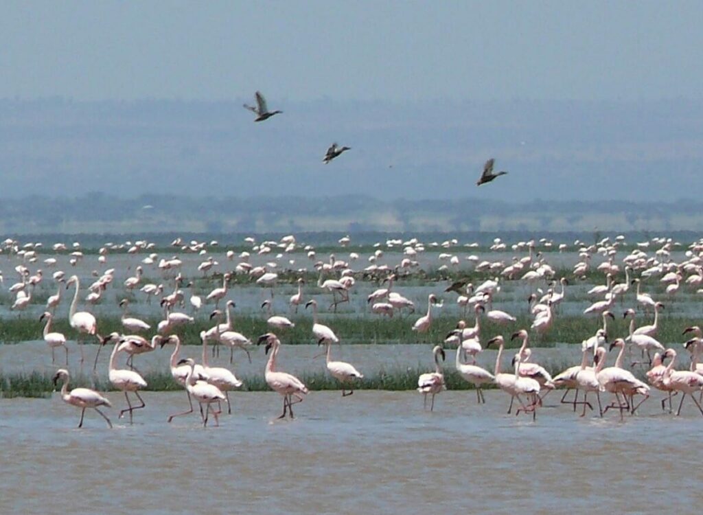 Bird-Watching Jawai Bandh Rajasthan