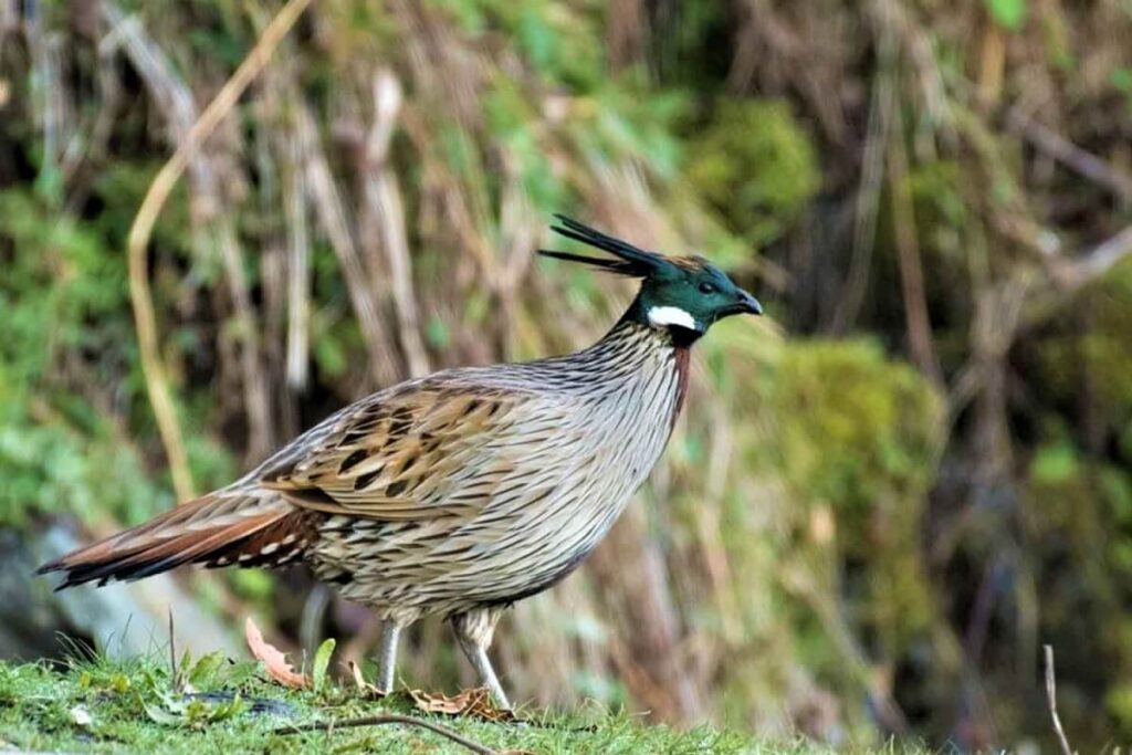 Bird Watching Munsiyari Uttarakhand